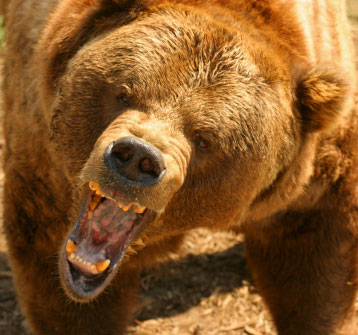 purpose inc internet events and marketing – Surviving a Bear Attack!